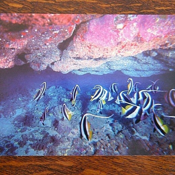 Vintage Postcard Marine Murals Hawaii Moorish Idols Fish & Black Coral Unposted - Picture 14 of 16